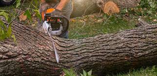 How Our Tree Care Process Works  in  Milton Freewater, OR